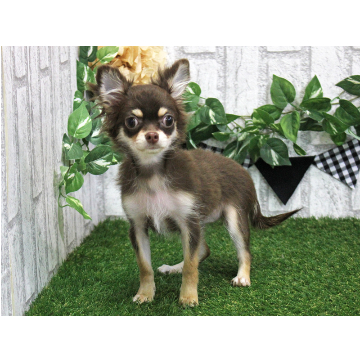 animal_image