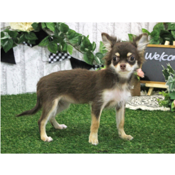 animal_image