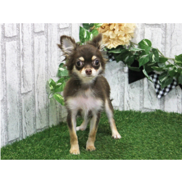 animal_image