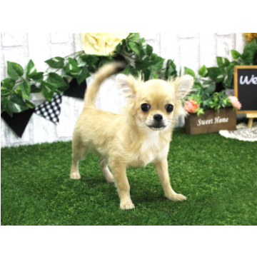animal_image
