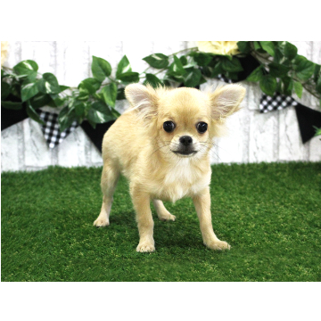 animal_image