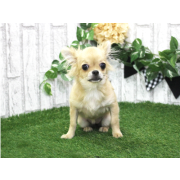 animal_image
