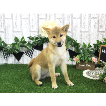 animal_image