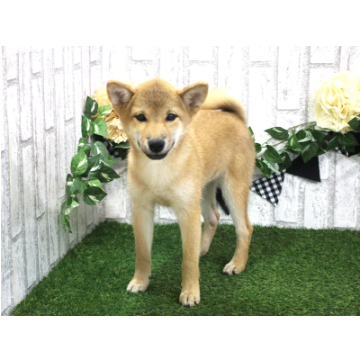 animal_image