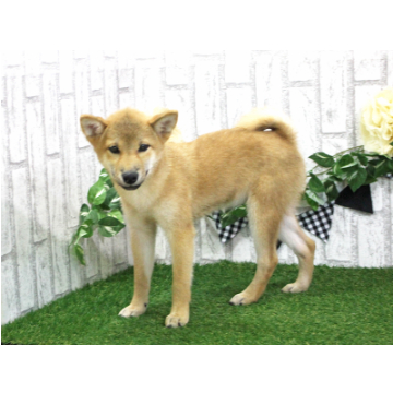 animal_image