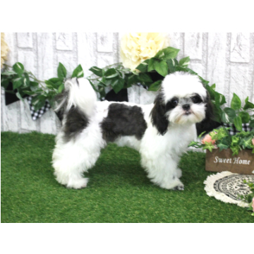 animal_image
