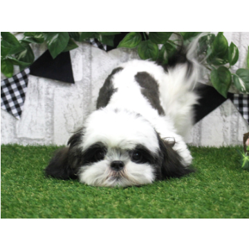 animal_image