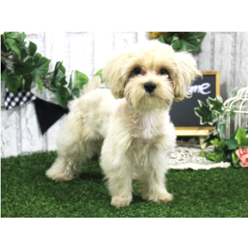 animal_image