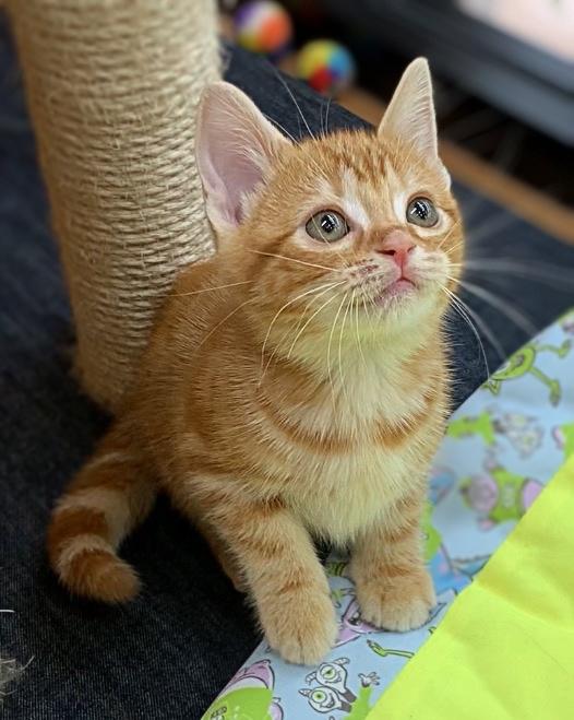 animal_image
