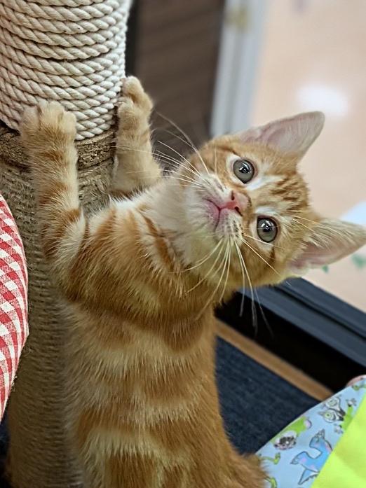 animal_image