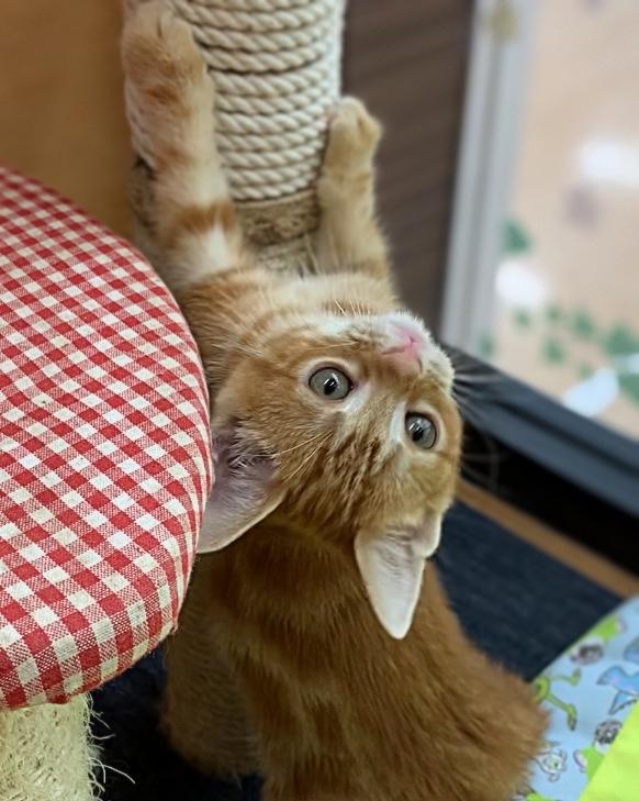 animal_image
