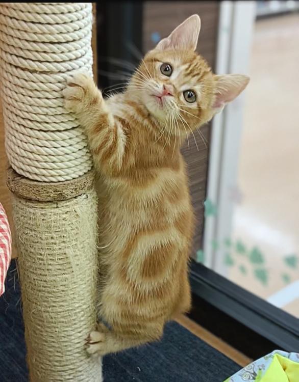 animal_image