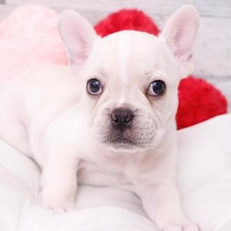 animal_image