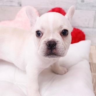 animal_image