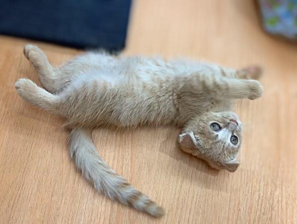 animal_image