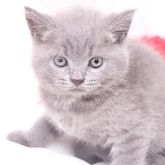 animal_image
