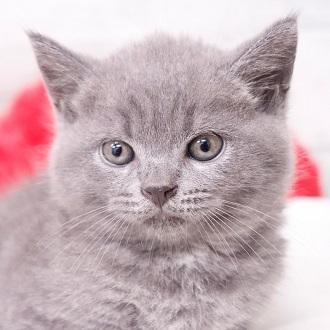 animal_image
