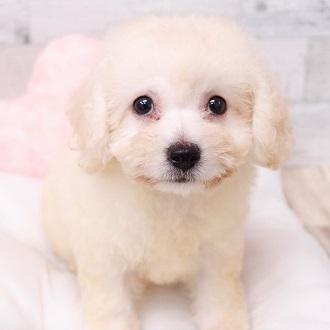 animal_image