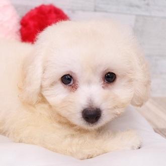 animal_image