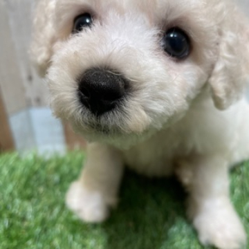 animal_image