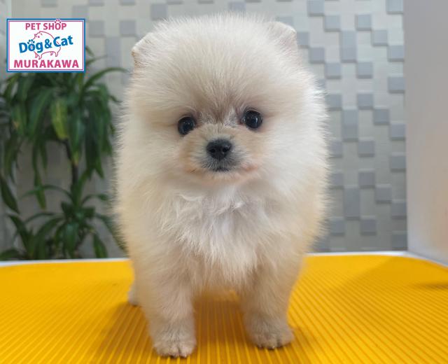 animal_image