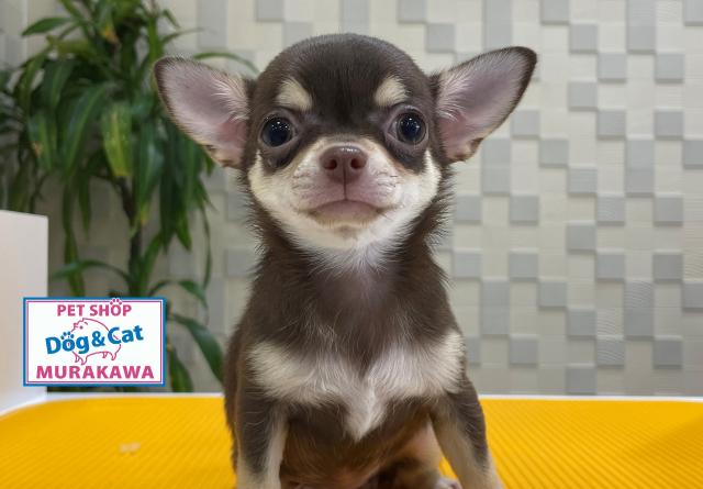animal_image