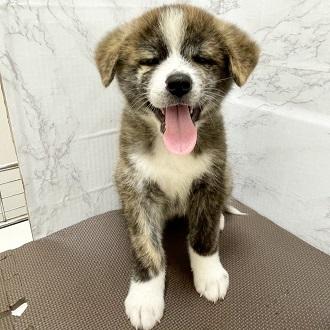 animal_image