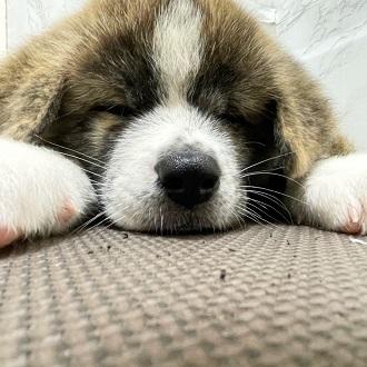 animal_image