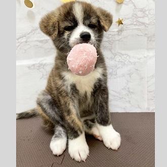 animal_image