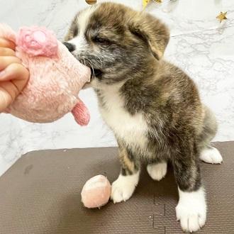 animal_image