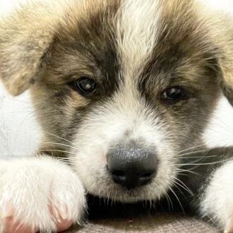 animal_image