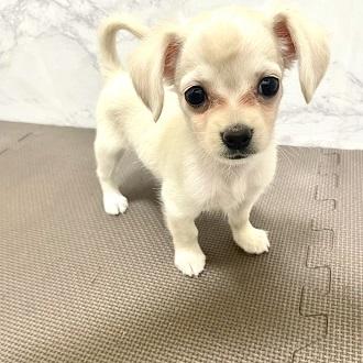 animal_image