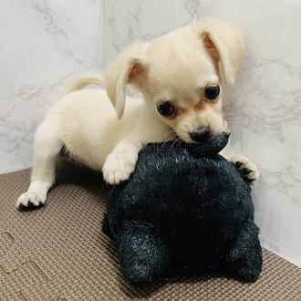 animal_image