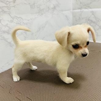 animal_image