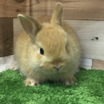 animal_image