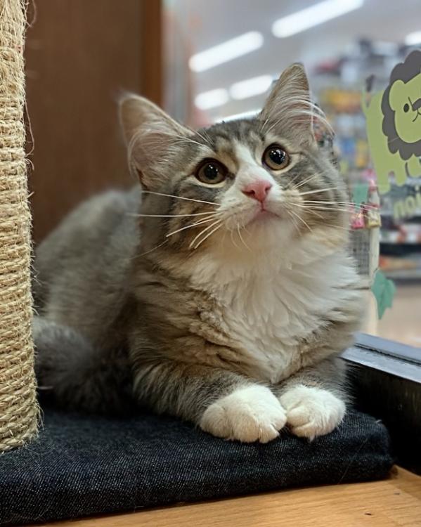animal_image
