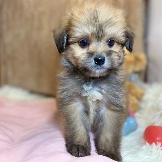 animal_image