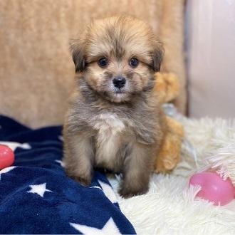 animal_image