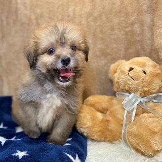 animal_image