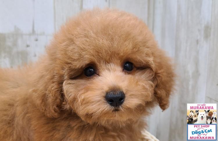 animal_image