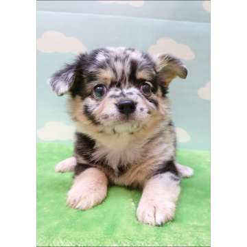animal_image