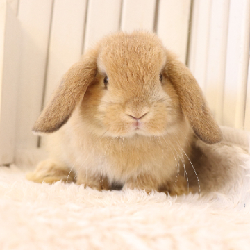 animal_image
