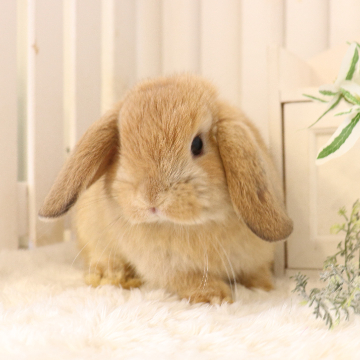 animal_image