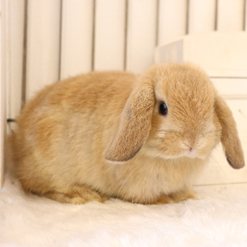 animal_image