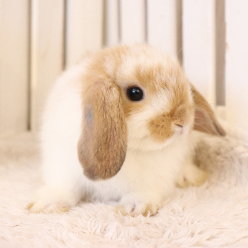 animal_image