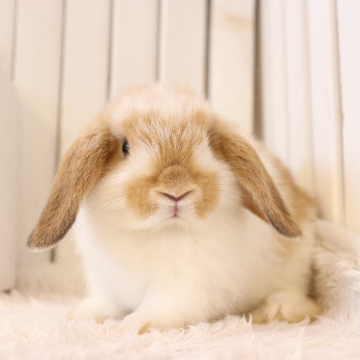 animal_image