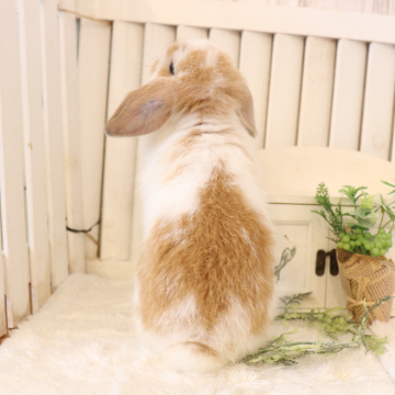 animal_image