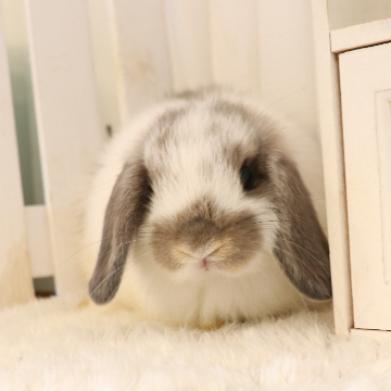 animal_image