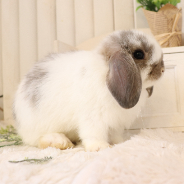 animal_image
