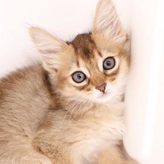 animal_image